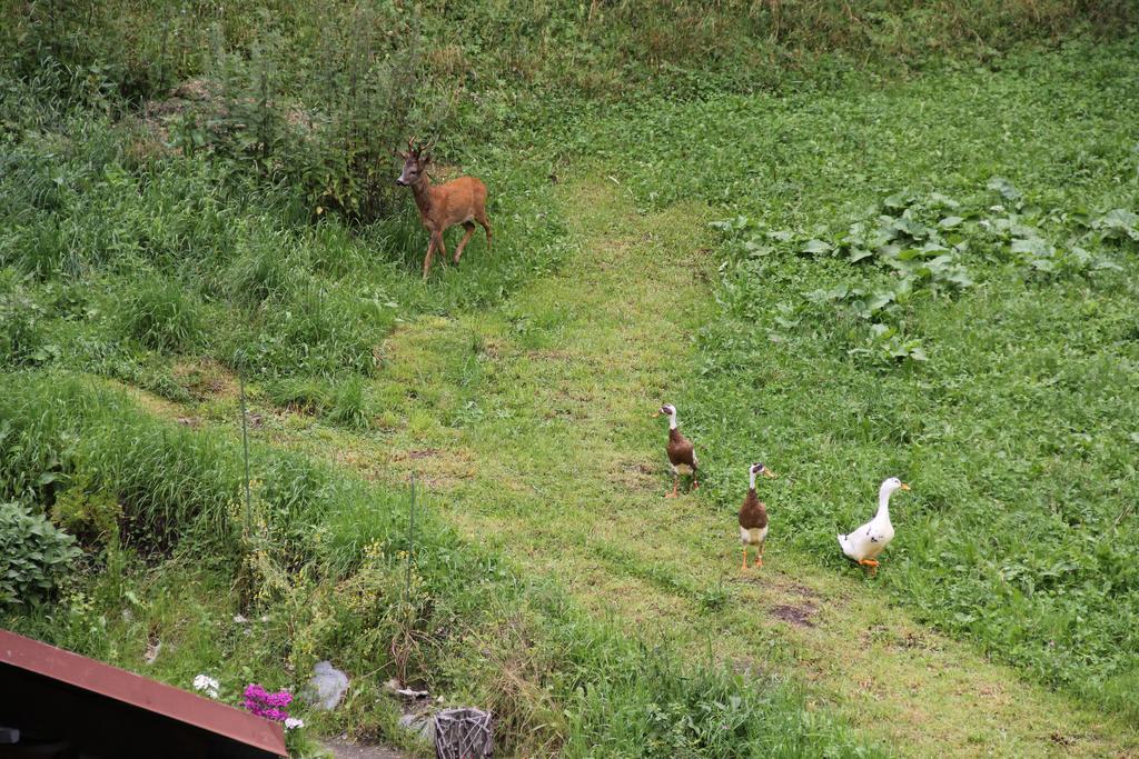 Haus Am Rain Bed & Breakfast Partenen Dış mekan fotoğraf